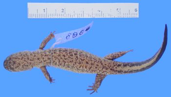 Media type: image; Herpetology A-8964